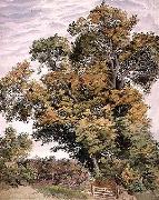 Thomas frederick collier Study of an Oak Tree oil painting on canvas